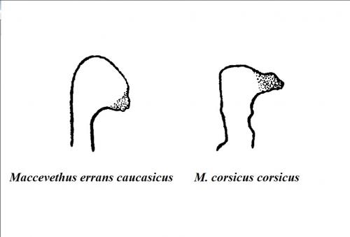 Maccevethus divers