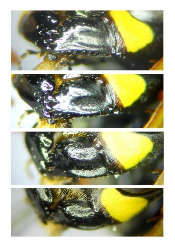 Polistes semenowi