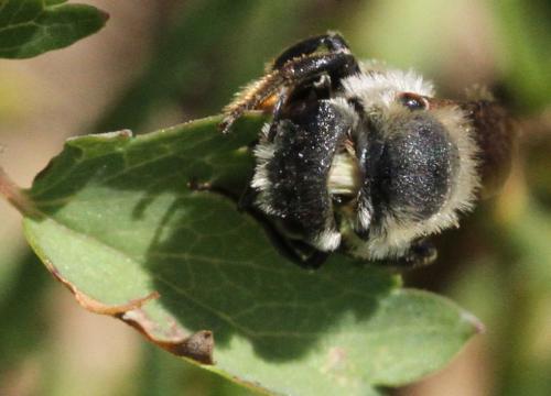 Osmia sp.