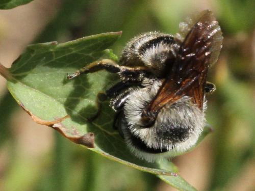 Réf. 169 367 : Osmia sp.