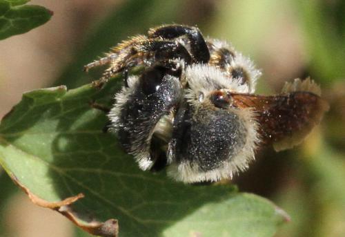 Osmia sp.
