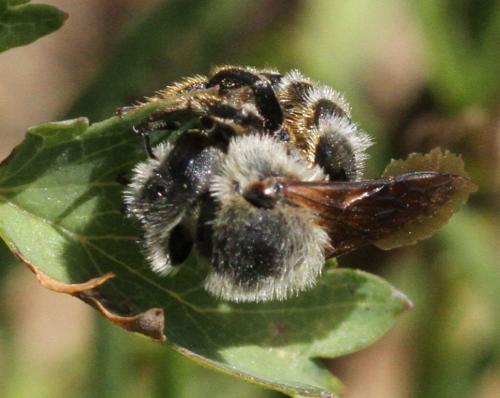 Osmia sp.