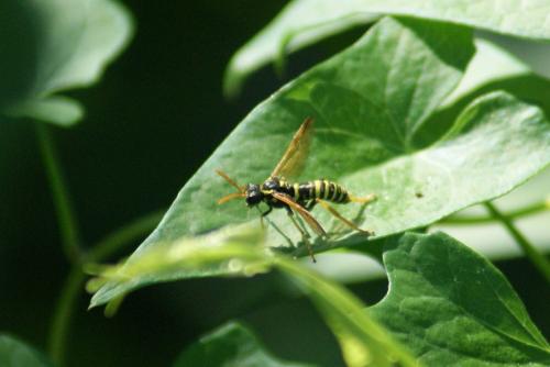 Tenthredo scrophulariae