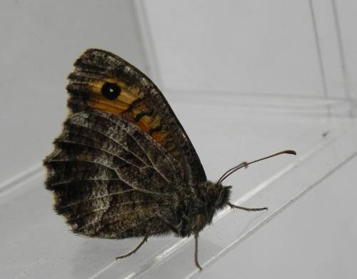 Arethusana arethusa