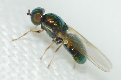 Microchrysa flavicornis