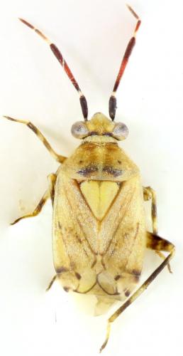 Réf. 169 274 : Eurystylus bellevoyei