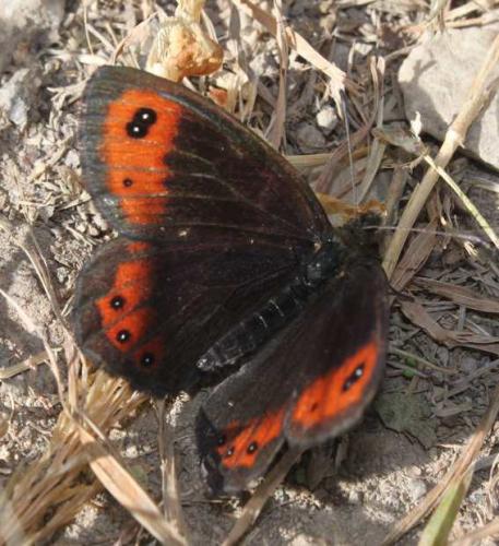 Erebia montanus