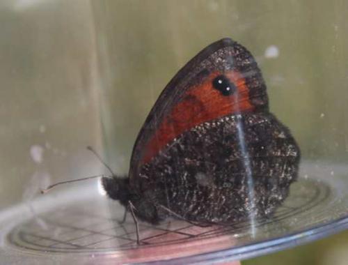 Réf. 169 366 : Erebia montanus