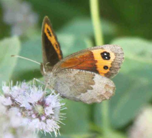 Réf. 169 776 : Erebia neoridas