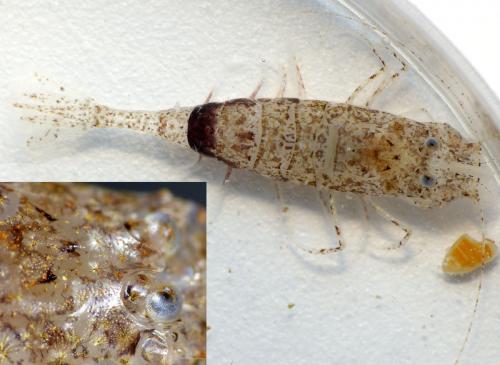 Philocheras trispinosus