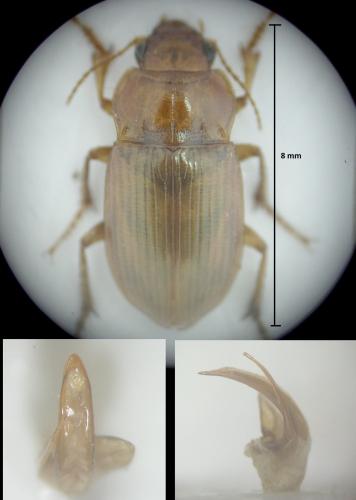 Amara fulva