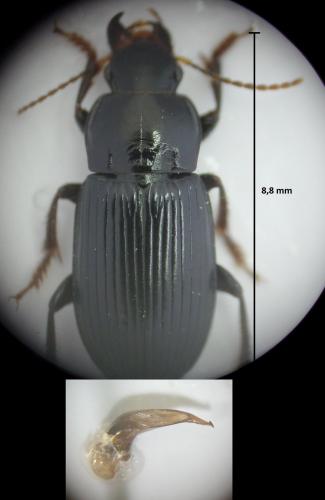 Réf. 169 334 : Harpalus rufipalpis