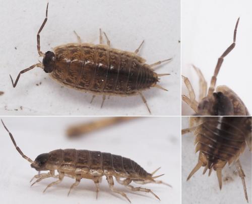 Réf. 169 717 : Protracheoniscus fossuliger