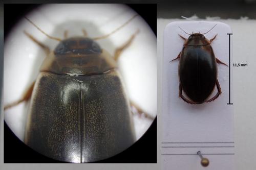 Rhantus suturalis