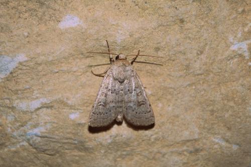 Hoplodrina superstes