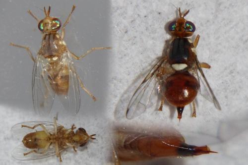 Bactrocera oleae