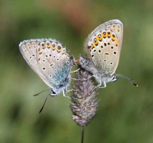 Réf. 169 391 : Plebejus idas