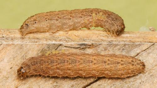 Réf. 169 822 : Hoplodrina sp.