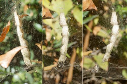 Cyrtophora citricola