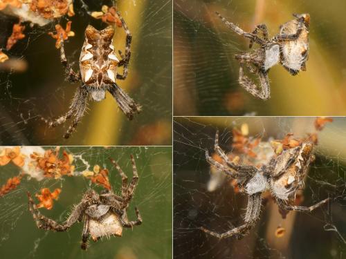 Cyrtophora citricola