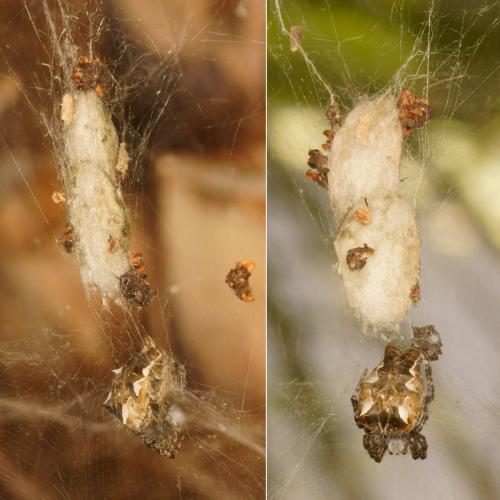 Cyrtophora citricola
