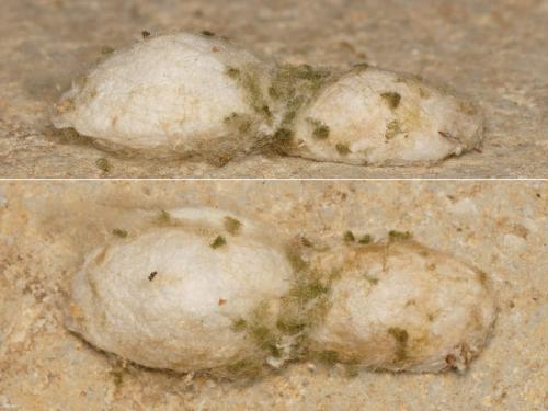 Cyrtophora citricola