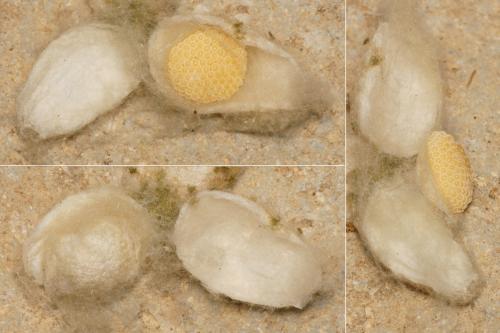 Cyrtophora citricola