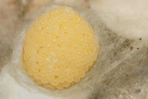 Cyrtophora citricola