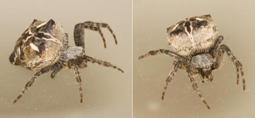 Cyrtophora citricola