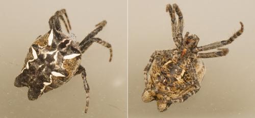 Cyrtophora citricola