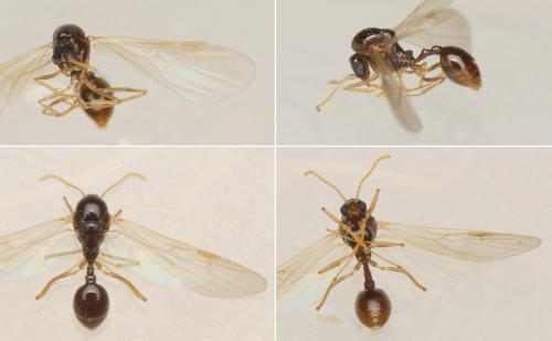 Aphaenogaster subterranea