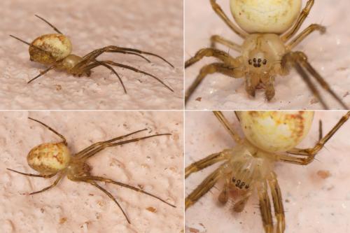 Metellina sp.