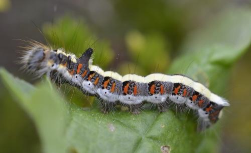 Réf. 169 279 : Acronicta psi