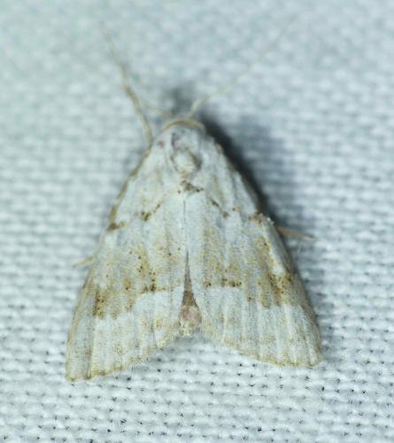 Nola aerugula