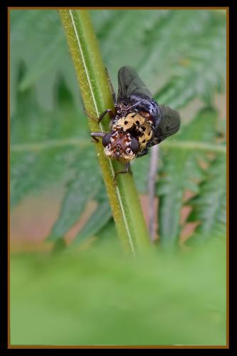 Pharyngomyia picta