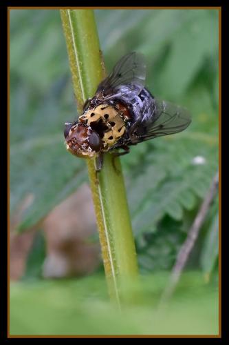 Pharyngomyia picta