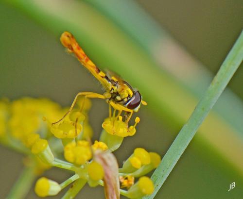 Sphaerophoria scripta