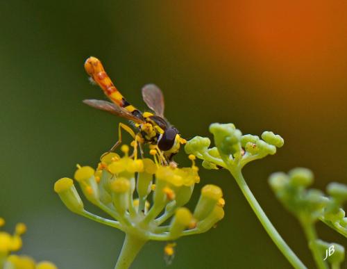 Sphaerophoria scripta