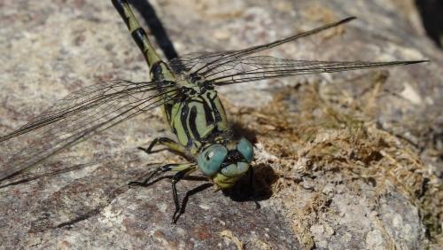 Onychogomphus uncatus