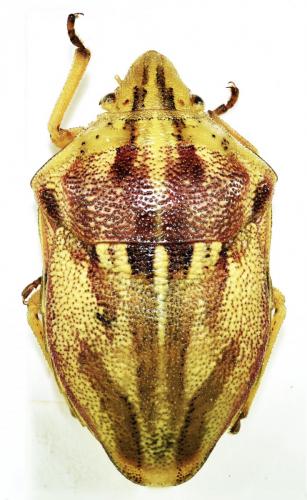 Odontotarsus purpureolineatus