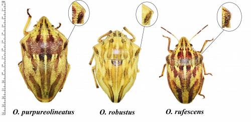 Réf. 169 438 : Odontotarsus divers