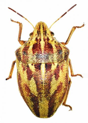 Odontotarsus rufescens