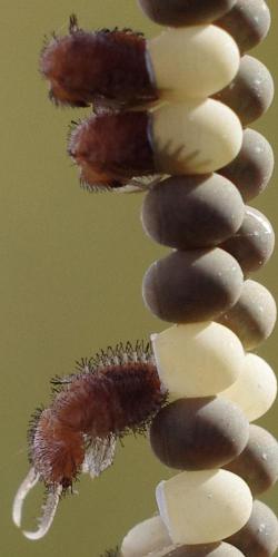 Libelloides sp.