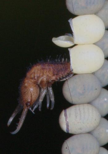 Libelloides sp.
