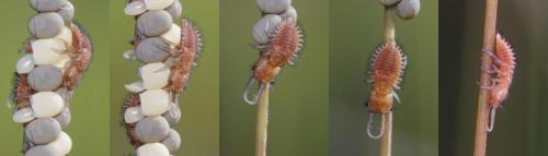 Libelloides sp.