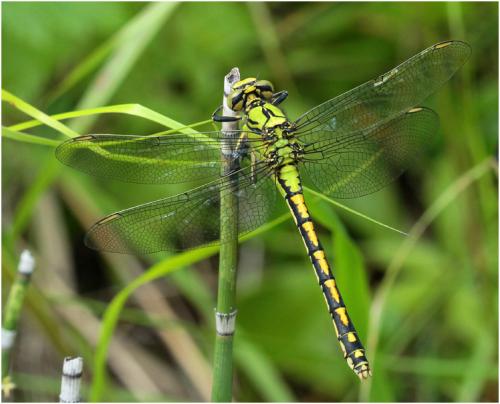 Réf. 169 985 : Ophiogomphus cecilia