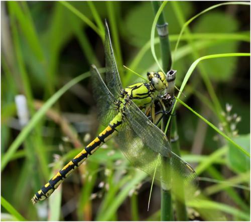 Réf. 169 987 : Ophiogomphus cecilia