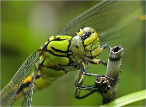 Réf. 169 988 : Ophiogomphus cecilia