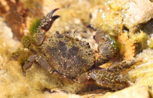 Eriphia verrucosa