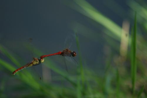 Sympetrum sanguineum